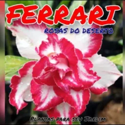 FERRARI ROSAS maraba