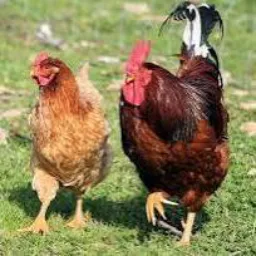 Venda e bricks de aves Bagé 🐓💸