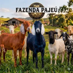 ** RIFA DE ANIMAIS DA FAZENDA PAJEU**