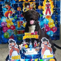 🐶PITBULL VENDAS DA FRONTEIRA🐶