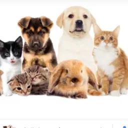 ANIMAIS DE ESTIMAÇÃO