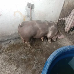 Rifa de Porco 🐷