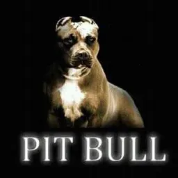 PITBULL RS