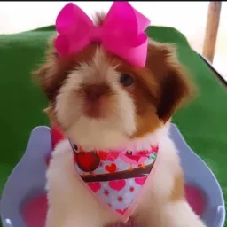 Shih-tzu femea 50 reais