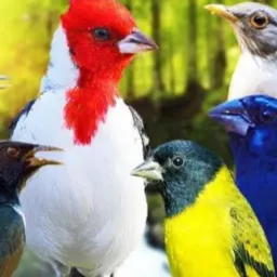 Venda de pássaros e gaiolas