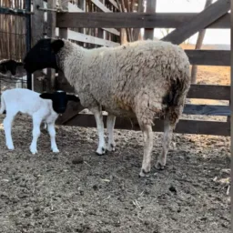 RIFA-SE MARRAN DORPER PARIDA 🐑✅