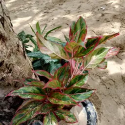 PLANTAS A VENDA