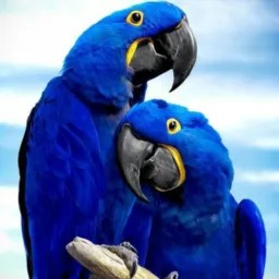 🤩ROLO🦚AVES🦚💯LIMITES🤩 RJ