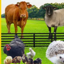 NEGOCIOS de Animais  Itajai .Balneário  camboriú..Itapema. tijucas .e região