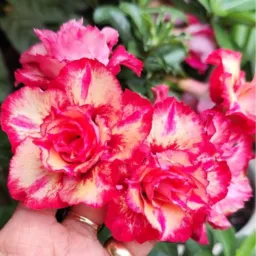 Vamos aumentar a coleção de RD, participando do sorteio.🌺