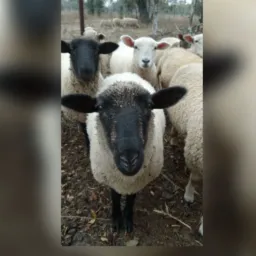 Vendas exclusivas de Ovinos e Caprinos.