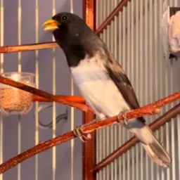 🐦BOLO É BOLO🌾