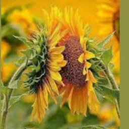 Pulso de Luz e Benção✨🌻