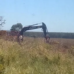 Grupo Plantio eucalipto florestal