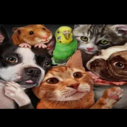 DOAÇÕES E VENDAS DE ANIMAIS DE GUARAPARI E REGIÕES DO ESPÍRITO SANTO