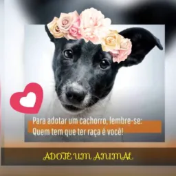 Doação & Adoção de animais Campo Verde
