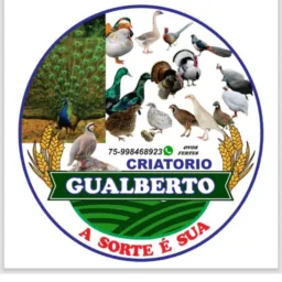 Sorteio de ovos fértil🐣(CRIATORIO GUALBERTO)