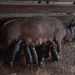 Vendas de porcos caipira