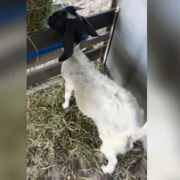 Rifa se pela loteria federal uma cabra🐐