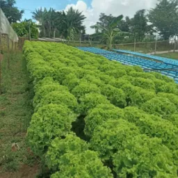 Produtores Vale Araguaia