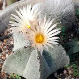 Vendas de Plantas