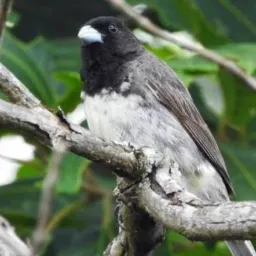 Criadores de aves e de aracati