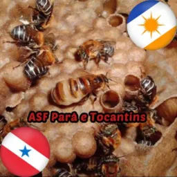 🐝ASF Pará e Tocantins 🐝