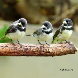 Criadores de Anápolis aves sivestres!!!