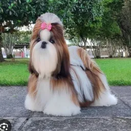 Vendas e doação de animas🐇🐄🦙🐶🐴