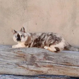 SOS PETS e CATS 🐕🐕‍🦺🦮🐈🐈‍⬛🐱