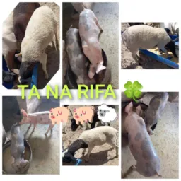 ⚠️🐖🐖🐑 SORTEIO HOJE 🍀
