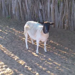 *RIFA SE UMA MARRAN DORPE 🐑*