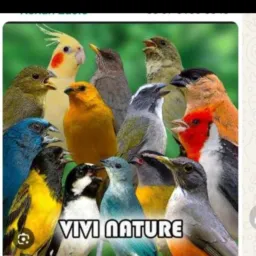 Rolos e trocas do Recife