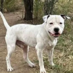 CRDOR PIT BUL VENDA E TROCA EM GERAL