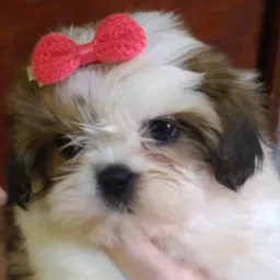 Shih tzu filhotes SP