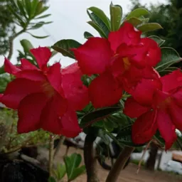 Plantas e flores