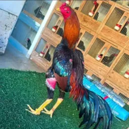 gurizada do rolo de Pelotas