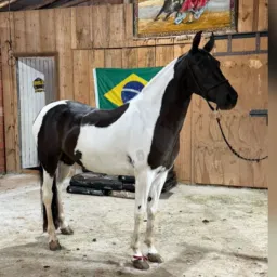 Rifa referênte a uma égua pampa homozigoto mais linda do Brasil