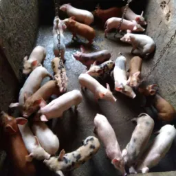 Animais e Agricultura Pomerode Região SC