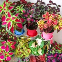 JARDINAGEM⚒️🌸🌷🌺🪴