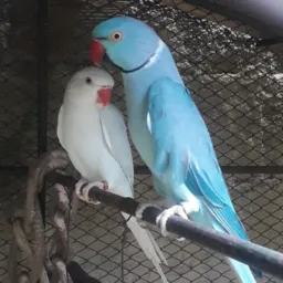 🦜 Aves BH e Região 🦅🐣