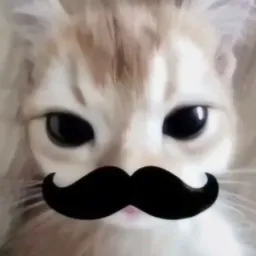 ۪  ݁  𝕮𝖆𝖙  🐾   𝐃𝖎𝖘𝖈𝖑𝖔        🧶    🐈‍⬛      ✦ ☆ 🐱𑂳็  ۪  ֗ #VEM40MEMBROS