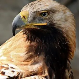 Águia🦅vendas🌥️Manacapuru