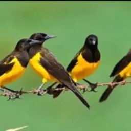 FEIRA DO ROLO MINHA GAMBIRA É AQUI AVES RJ