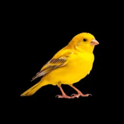 Grupo de assobio 🐦