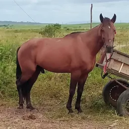VEndas e trocar da Equipe cochoseco Igarassu