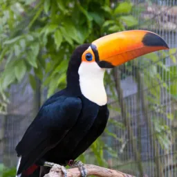 Rolo de Pássaros 🦅🦜🦤🦚🕊️