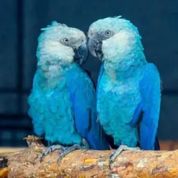 SO DDD 31 CATIRA DE PASSAROS BH E REGIÃO 🦅🐦