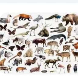 Compra e Venda e Troca de Animais