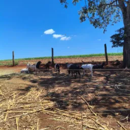 Rifa da ovelha 🐑